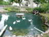 Enten2008 (4)