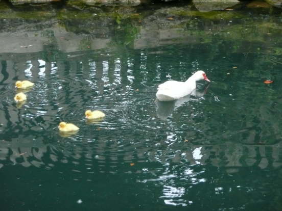 Enten2008 (8)