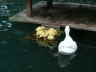 Enten2008 (9)