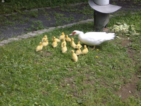 Entennachwuchs (02)